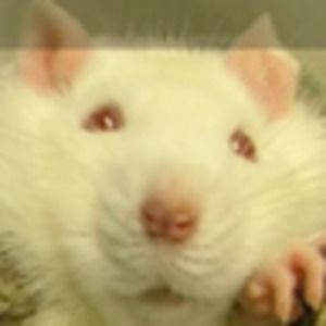 Meet your Posher, Owen